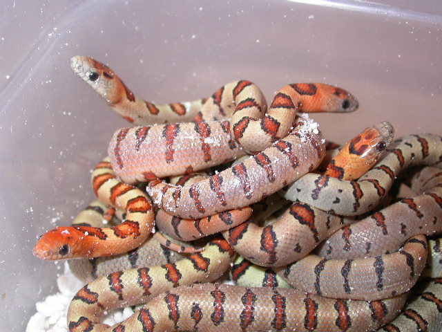 2011 Thayeri clutch