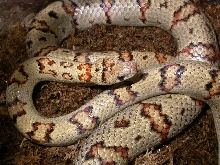variable king