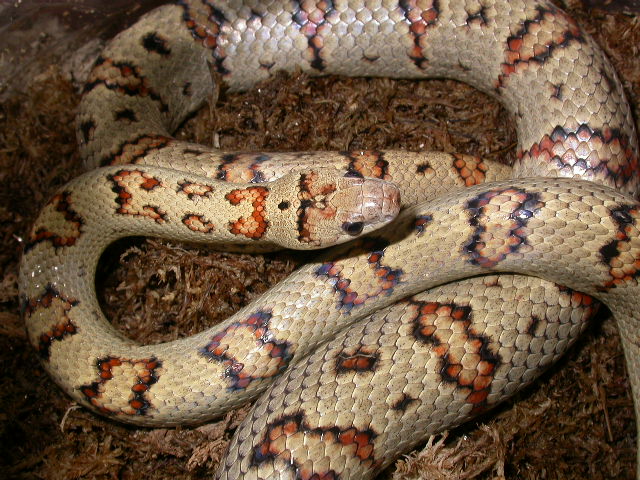 variable king
