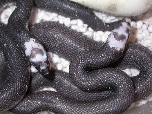 Rare 2011 Pied Black Pine Clutch #2 photo #2
