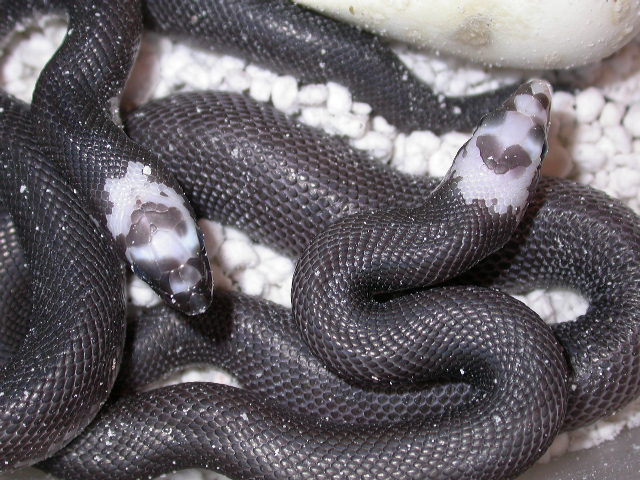 Rare 2011 Pied Black Pine Clutch #2 photo #2