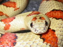 lime thayer male adult.........(#07f)