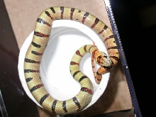Tiger Banded Thayeri