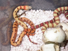 Abberant yellow male thayeri king