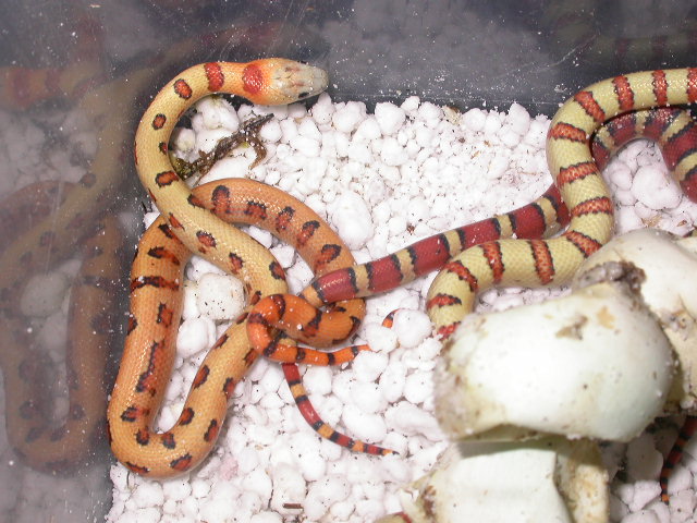 Abberant yellow male thayeri king