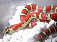 abberant milksnake phase thayeri 2008 ...sold