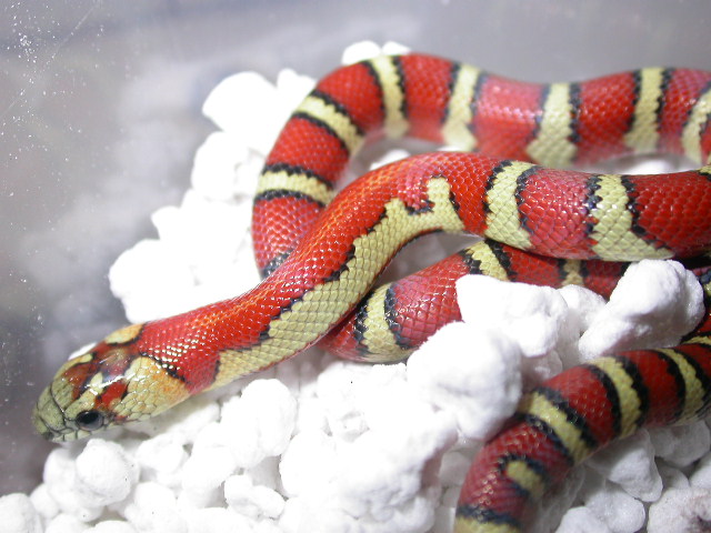 abberant milksnake phase thayeri 2008 ...sold
