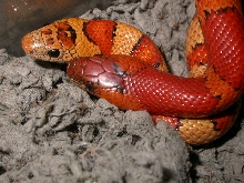 Orange milksnake phase male breeding with orange leonis female 5-2005