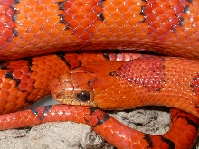 Orange Leonis Breeder Male #3M good shot