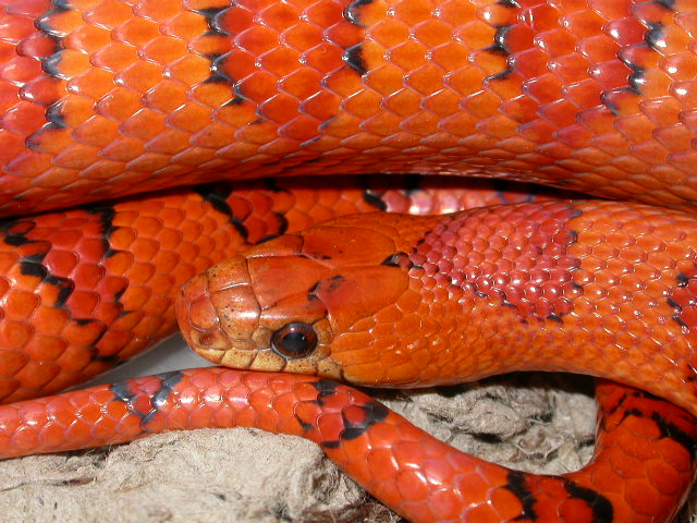 Orange Leonis Breeder Male #3M good shot