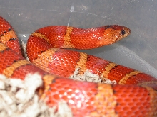 reuced black 2004 female ms phase thayeri
