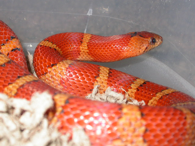reuced black 2004 female ms phase thayeri