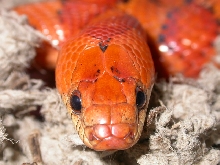 orange thayeri breeder male