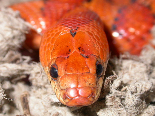 orange thayeri breeder male