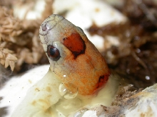2006 baby coming out of egg
