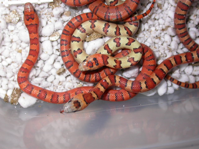 2009 c clutch