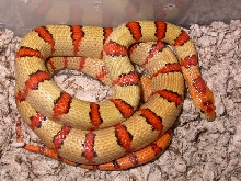 07 Thayeri yellow future Breeder
