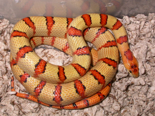 07 Thayeri yellow future Breeder