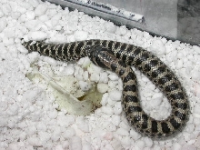 3rd baby "Bones"