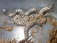 Bones Tiger offspring