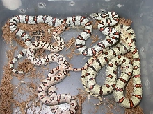 2014 Dan V. "White" Line future breeders.