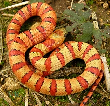 2004 killer male thayeri from vivid yellow