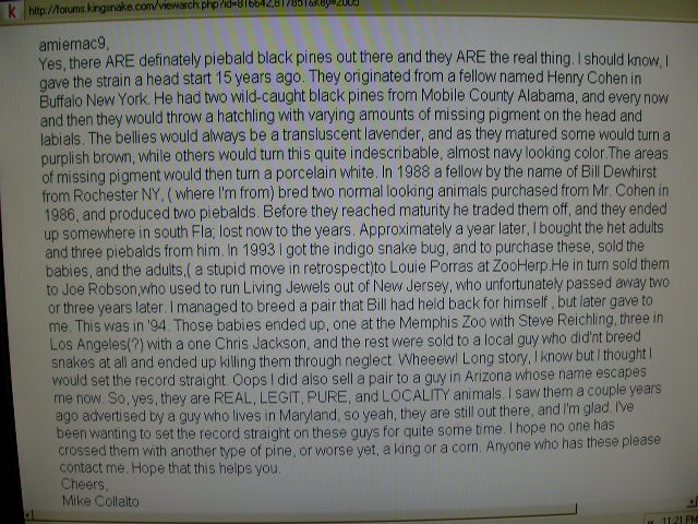 history pied pines