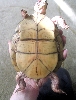 New Girl's Plastron