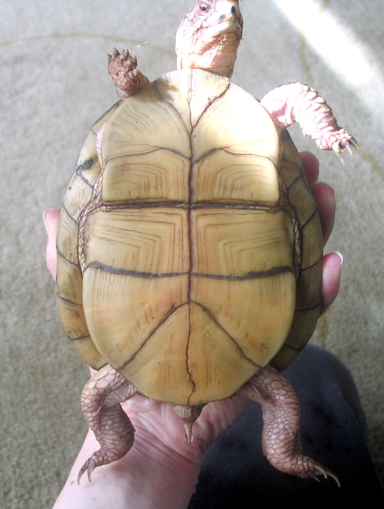 New Girl's Plastron