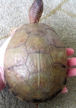 New Girl's Carapace - top view