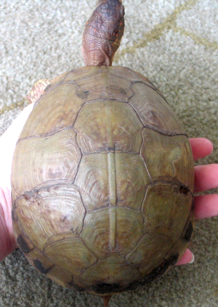 New Girl's Carapace - top view