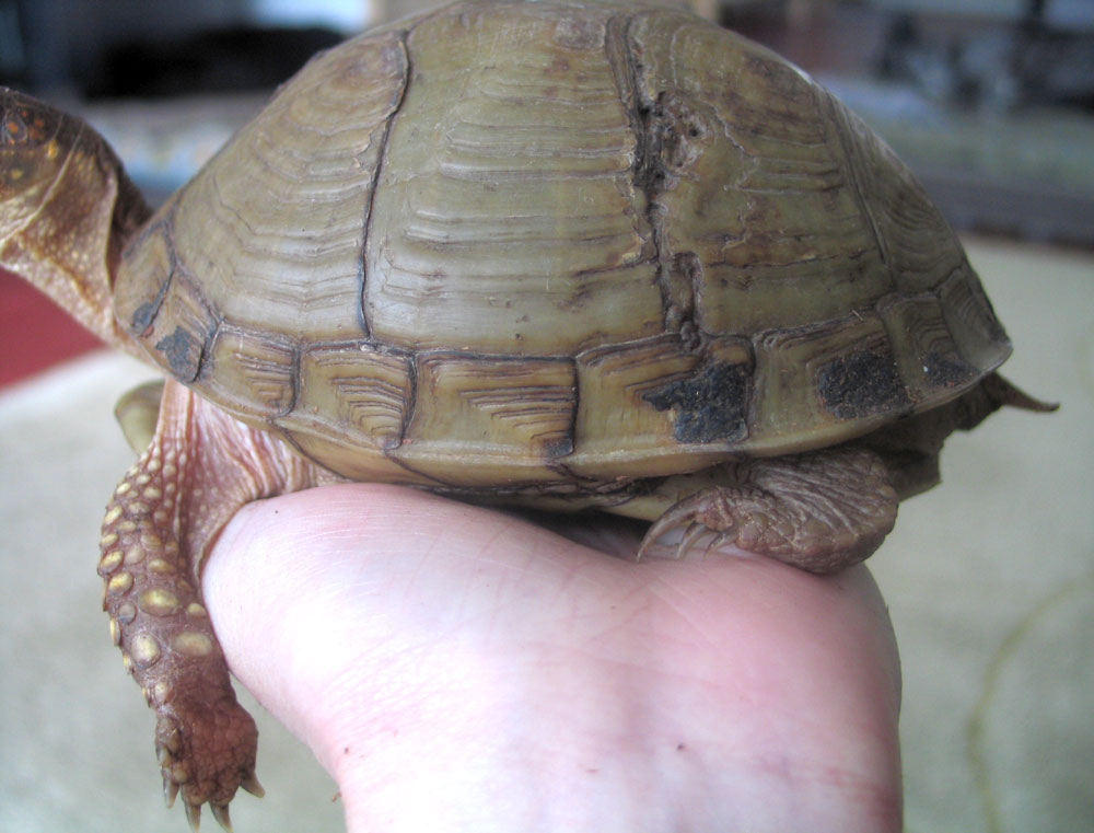 New Girl's Carapace - Left Side