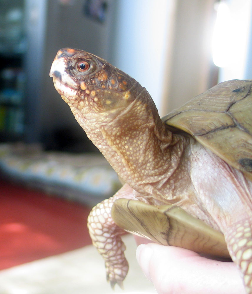New Girls' Face (just woke up)