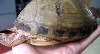 New Girl's Carapace - right side/rear