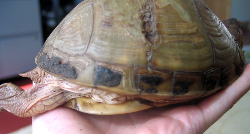 New Girl's Carapace - right side/rear