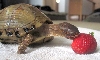 New Girl - Eating a big strawberry
