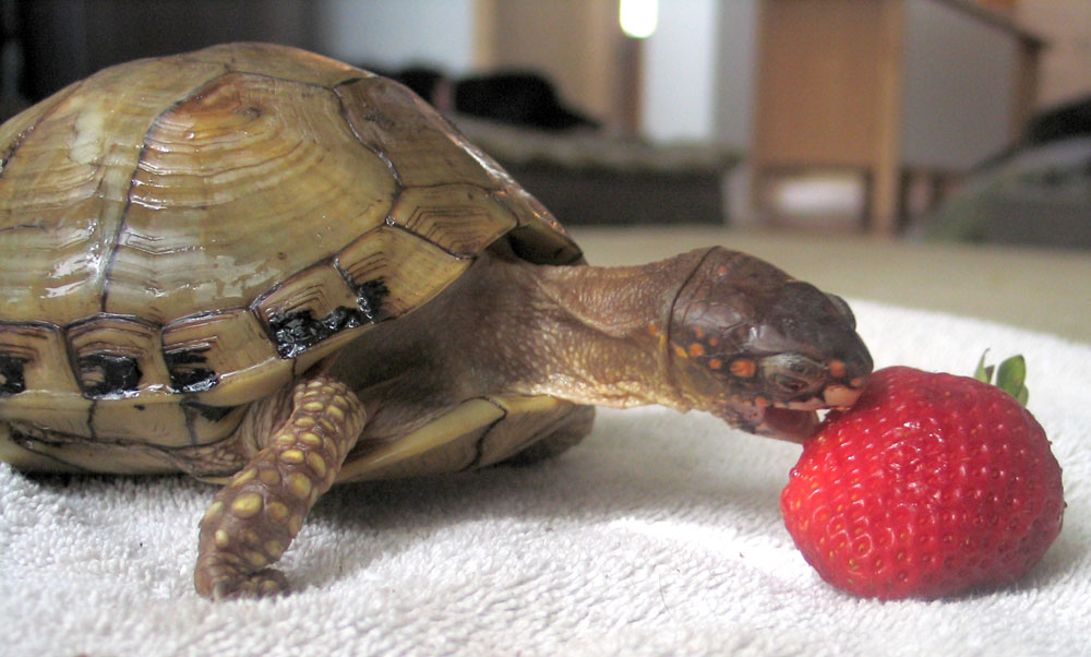 New Girl - Eating a big strawberry