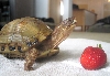 New Girl with a strawberry