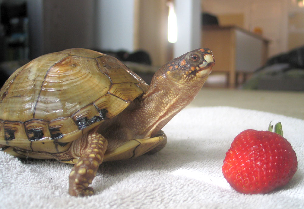 New Girl with a strawberry