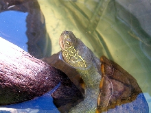 Martha - 30  year old female Reeves