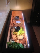 My Indoor Box Turtle Enclosure
