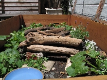New Enclosre - after 2 weeks, growing plants!