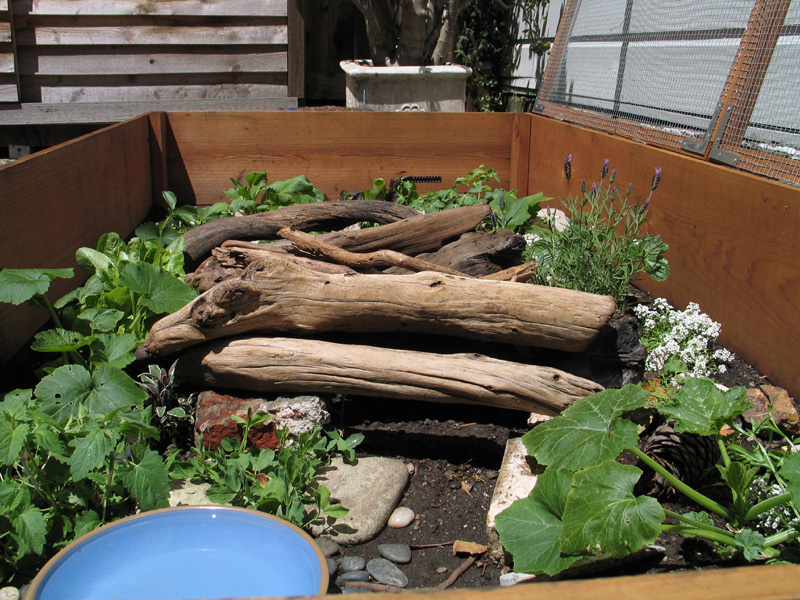 New Enclosre - after 2 weeks, growing plants!