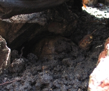 Petal coming up from under her mud hole located under some bricks and a dri
