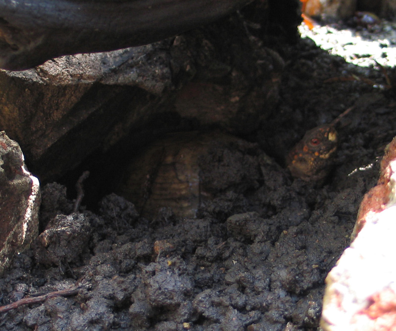 Petal coming up from under her mud hole located under some bricks and a dri