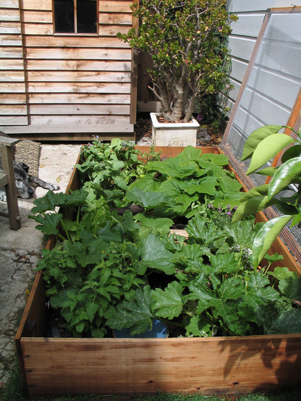 Planted enclosure for 3-toed box turtles II
