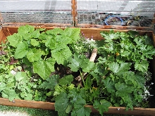 Planted enclosure for 3-toed box turtles