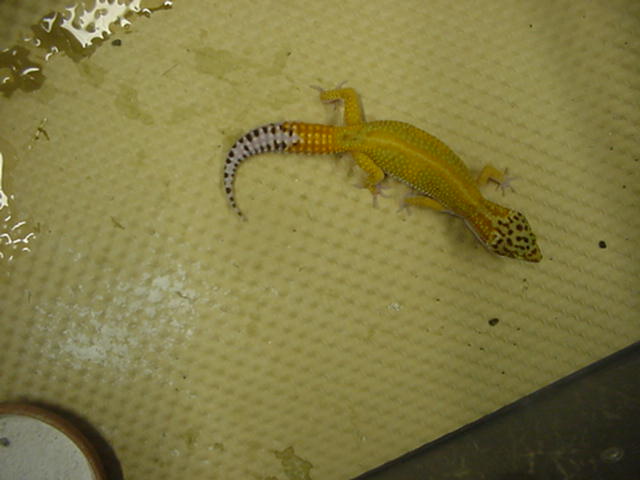 blakie