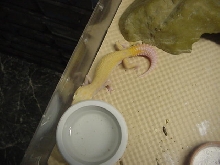 snake eye