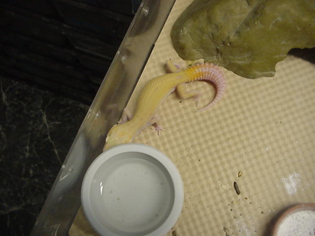 snake eye